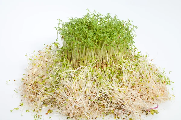 Fresh alfalfa sprouts and cress on white background — Stock Photo, Image