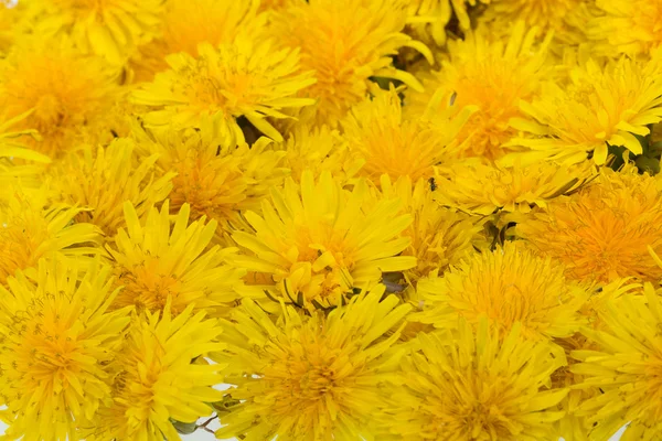 Piękny żółty kwiat mniszka lekarskiego — Zdjęcie stockowe