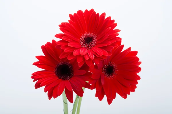 Gerberas rojas flor de margarita — Foto de Stock