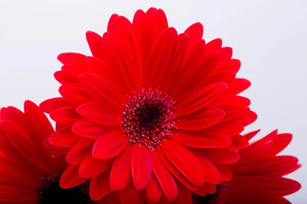 Rote Gerbera Gänseblümchen Blume — Stockfoto