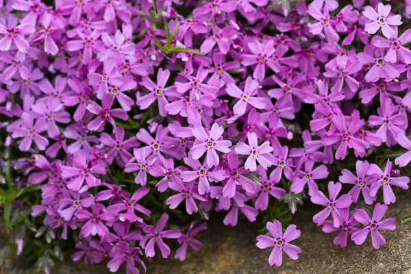 Aubrieta cultorum - flores pequeñas de color rosa o púrpura —  Fotos de Stock