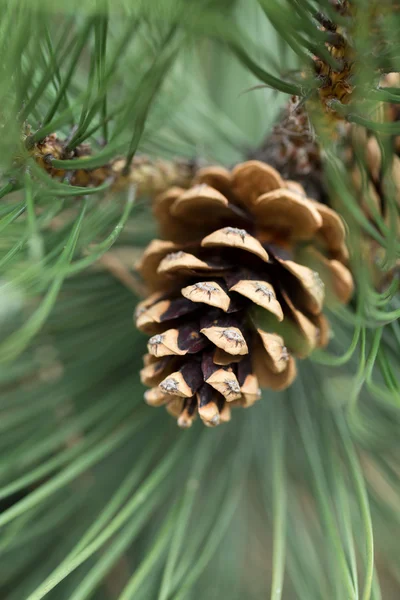 Close up of pine cone in garden — Stock Photo, Image