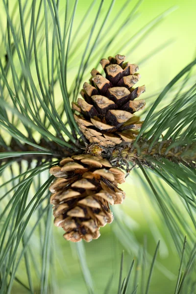 Close up of pine cone in garden — Stock Photo, Image