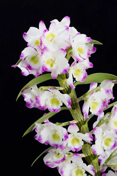 Dendrobium Orkidéhybrider. Isolerad på svart — Stockfoto