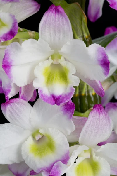 Dendrobium Orchid Hybrids (en inglés). Aislado en negro —  Fotos de Stock