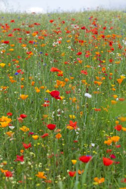 çayır arasında kırmızı haşhaş ile pitoresk peyzaj