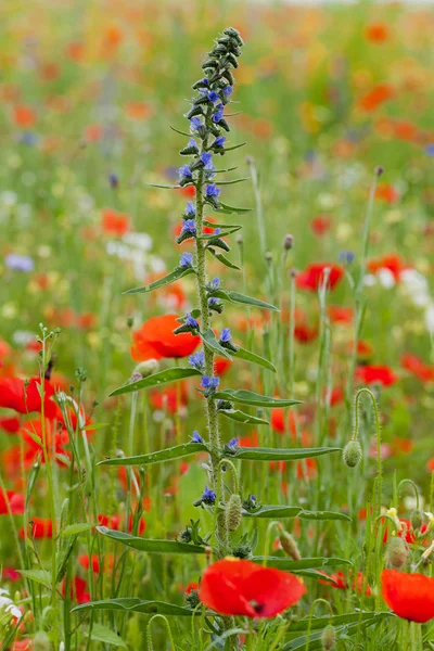 The picturesque landscape with red poppies among the meadow — Stock Photo, Image