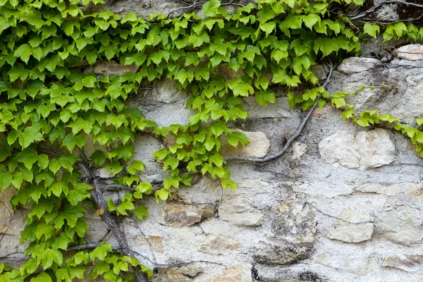 Vecchio muro di pietra e edera verde — Foto Stock