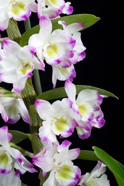 Dendrobium Orkide melezleri. Siyah üzerine izole edilmiş.