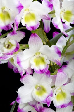 Dendrobium Orkide melezleri. Siyah üzerine izole edilmiş.