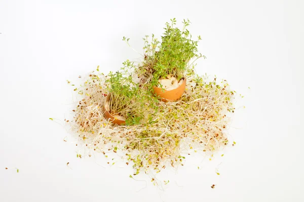 Свежая люцерна и весеннее пасхальное яйцо — стоковое фото