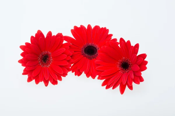 Rode gerbera madeliefje bloem — Stockfoto