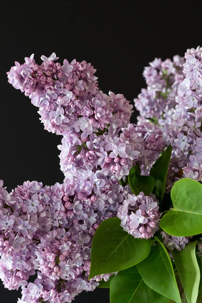 Branch of lilac isolated on black background — Stock Photo, Image