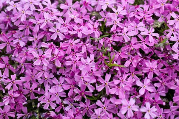 Aubrieta cultorum - pembe veya mor küçük çiçekler — Stok fotoğraf