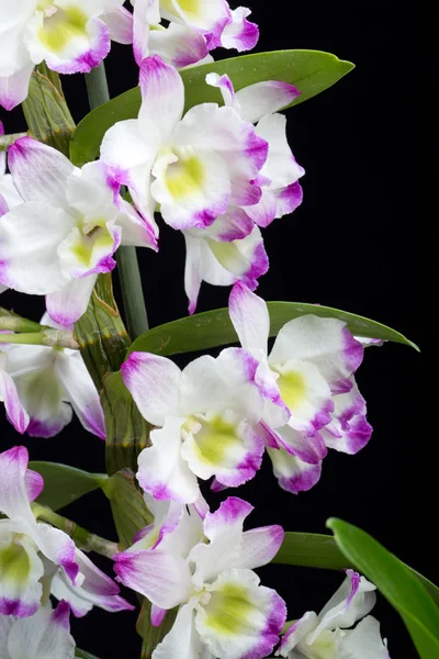 Dendrobium Orchidee Mischlinge. Isoliert auf schwarz — Stockfoto