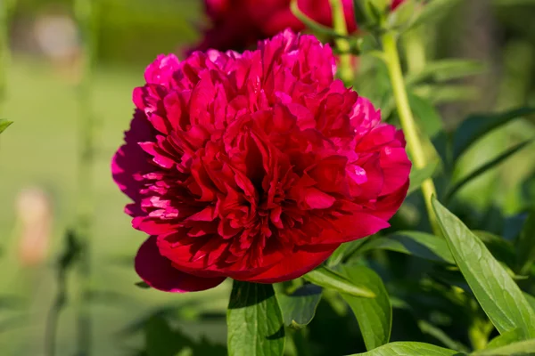 Pfingstrosen, rote Blumen im Garten — Stockfoto