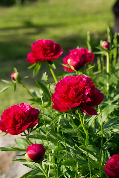 Peonies, κόκκινα λουλούδια στον κήπο — Φωτογραφία Αρχείου