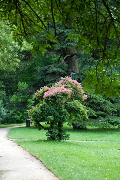 アゼ ・ ル ・ リドー城の庭。ロワール渓谷, フランス — 图库照片
