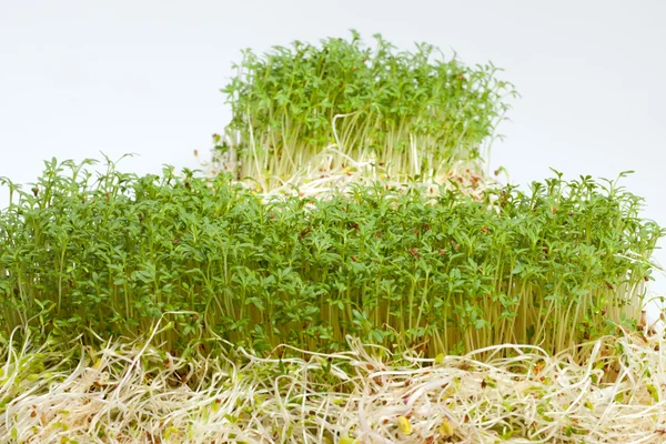 Fresh alfalfa sprouts and cress on white background — Stock Photo, Image