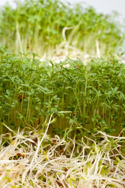 Brotes frescos de alfalfa y berros sobre fondo blanco —  Fotos de Stock