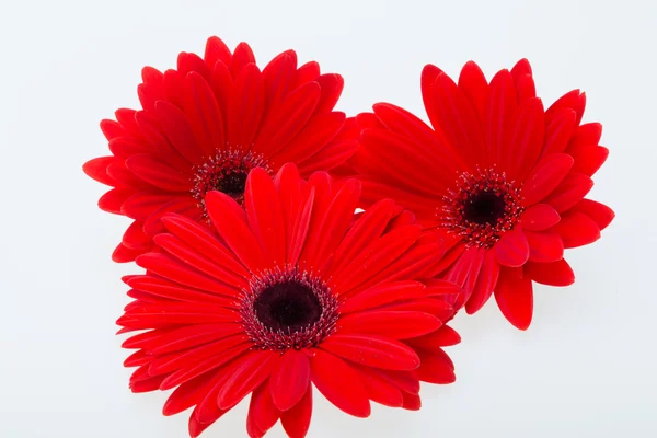 Red gerbera daisy flower — Stock Photo, Image