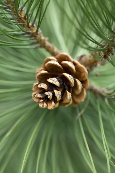 Close up of pine cone in garden — Stock Photo, Image