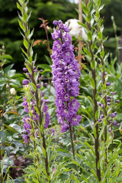 Purpurfarbene Delphinienblüte im Garten — Stockfoto