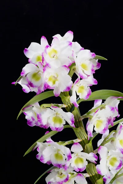 Dendrobium Orchidee Mischlinge. Isoliert auf schwarz — Stockfoto