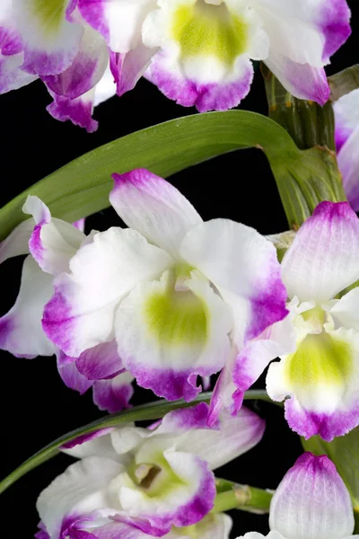 Dendrobium Orkide melezleri. Siyah üzerine izole edilmiş. — Stok fotoğraf