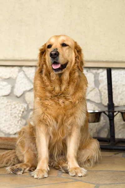 Portrait of beautiful golden retriever — Stock Photo, Image