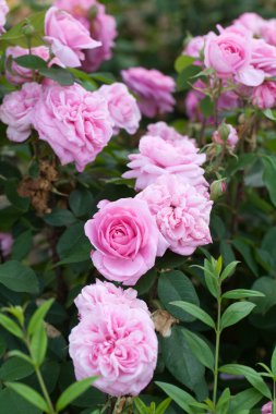 Pembe gül dalı Bahçe