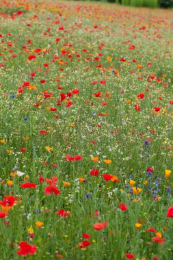 çayır arasında kırmızı haşhaş ile pitoresk peyzaj