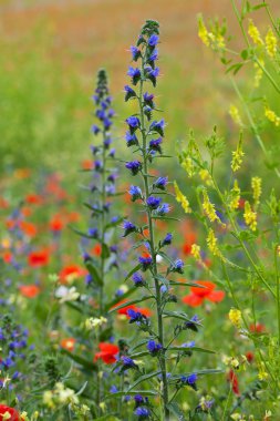 çayır arasında kırmızı haşhaş ile pitoresk peyzaj
