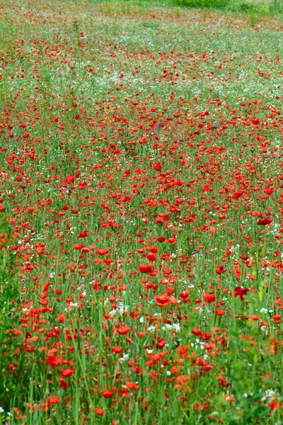 El pintoresco paisaje con amapolas rojas entre el prado — Foto de Stock