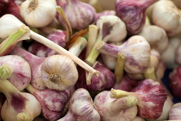 Frischer Knoblauch — Stockfoto