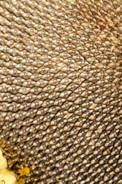 büyük ayçiçeği çekirdeği ile kulak