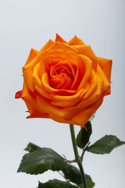 Imagen de cerca de una rosa naranja — Foto de Stock