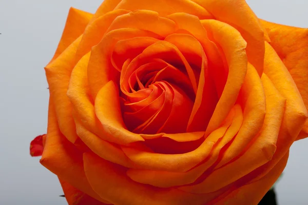 Close up image of single orange rose — Stock Photo, Image