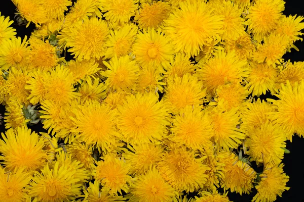 Hermosa flor amarilla de diente de león —  Fotos de Stock