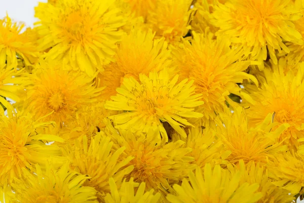 Beautiful yellow flower of Dandelion — Stock Photo, Image