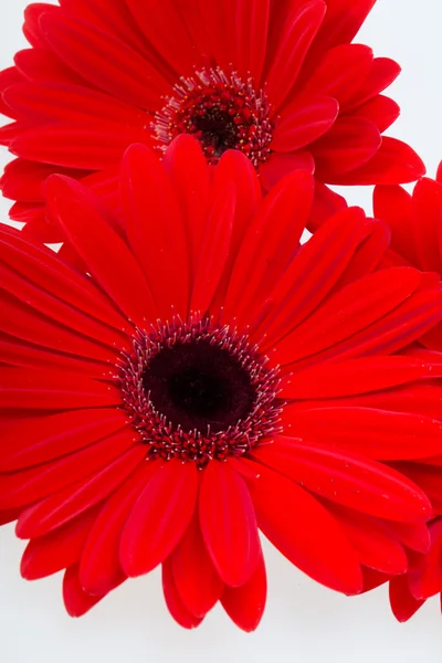 Κόκκινο άνθος ζέρμπερας — Φωτογραφία Αρχείου