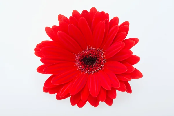 Flor de margarida gerbera vermelha — Fotografia de Stock