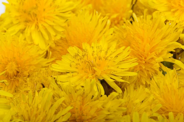 Mooie gele bloemen van Paardebloem — Stockfoto