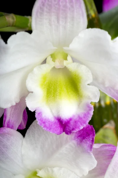 Ibridi del Orchid di Dendrobium. Isolato su nero — Foto Stock