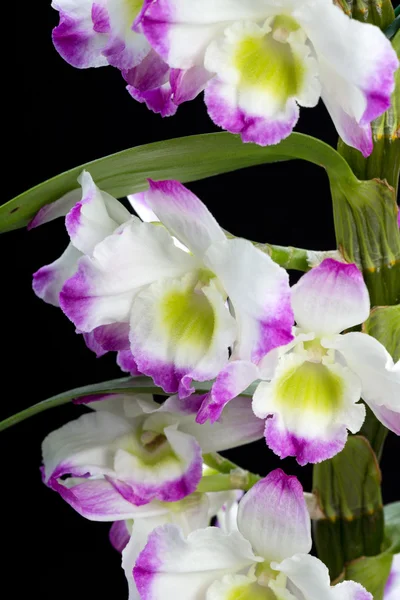 Dendrobium Orchidee Mischlinge. Isoliert auf schwarz — Stockfoto