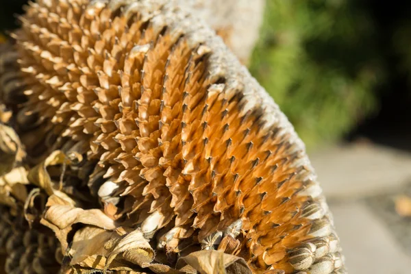 Ayçiçeği tohumu closeup — Stok fotoğraf