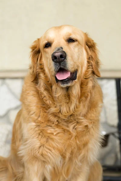 Portrait of beautiful golden retriever — Stock Photo, Image