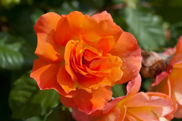 Rosa laranja no ramo no jardim — Fotografia de Stock