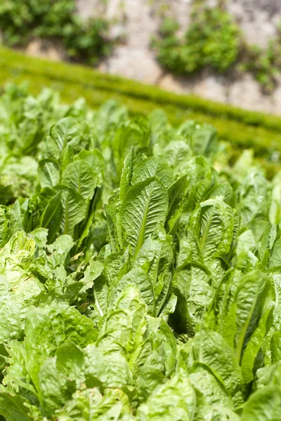 Field of Green Frisee lettuce growing in rows — Stock Photo, Image