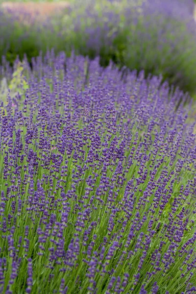 Giardino con la fiorente lavanda in Francia — Foto Stock